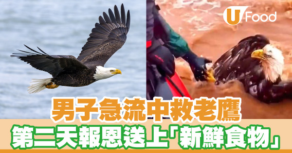 男子急流中救老鷹 老鷹第二天報恩送上「新鮮食物」