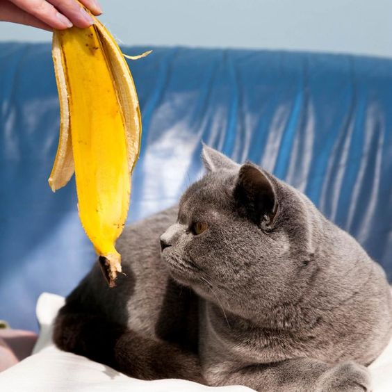 鏟屎官必看！貓咪討厭的6種味道 聞得多有機會導致嘔吐、肚瀉甚至貧血？！