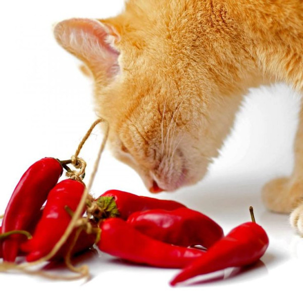 鏟屎官必看！貓咪討厭的6種味道 聞得多有機會導致嘔吐、肚瀉甚至貧血？！