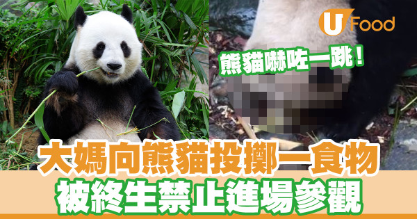 內地大媽向熊貓投擲一食物 被終生禁止進場參觀