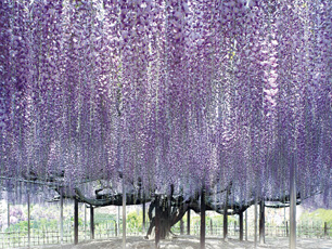 東京近郊景點｜東京近郊必去10大景點 鎌倉/川越/箱根/輕井澤！最快離東京市僅18分鐘 