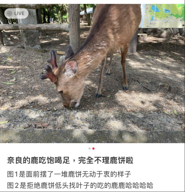 日本奈良鹿被報復式餵食 一地鹿餅無鹿吼！寧吃這「東東」 