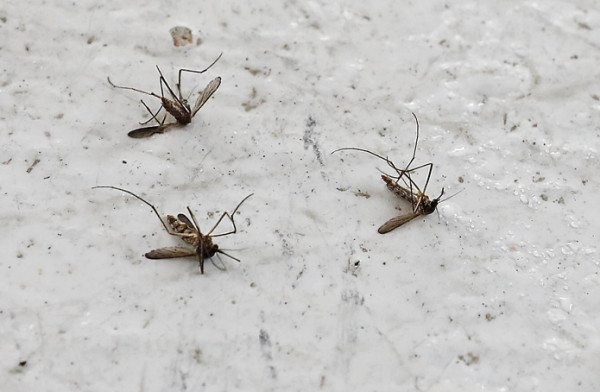 本港5區「誘蚊器指數」達警戒級別  西貢、屯門蚊患最嚴重！附防蚊8個貼士！