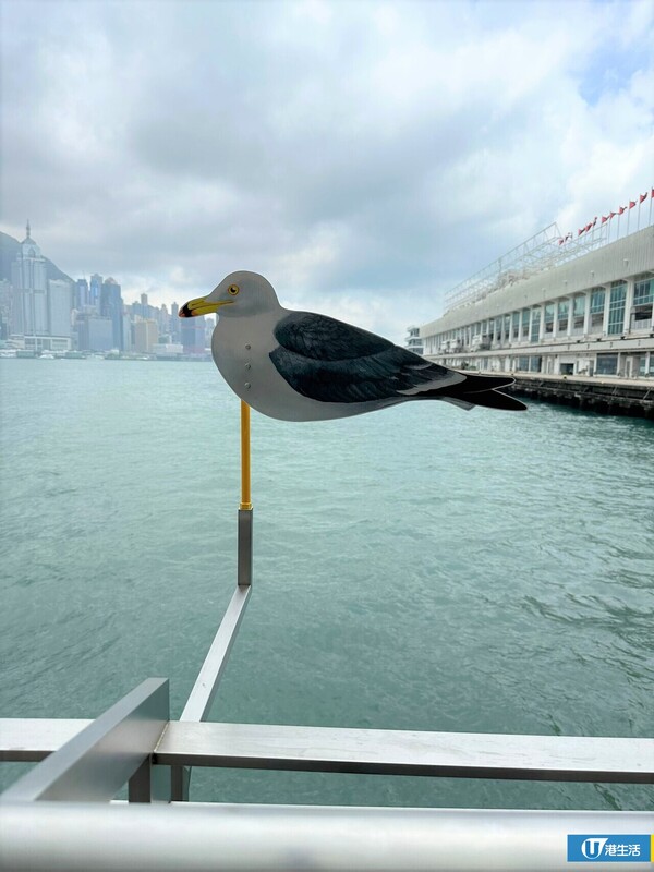 海港城外欄杆驚見一排神秘海鷗紙牌？展品背景原來大有來頭！