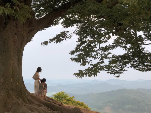 韓國超浪漫心形愛情樹 《德魯納酒店》取景地！樹下許願能獲愛情、400年象徵永恆 