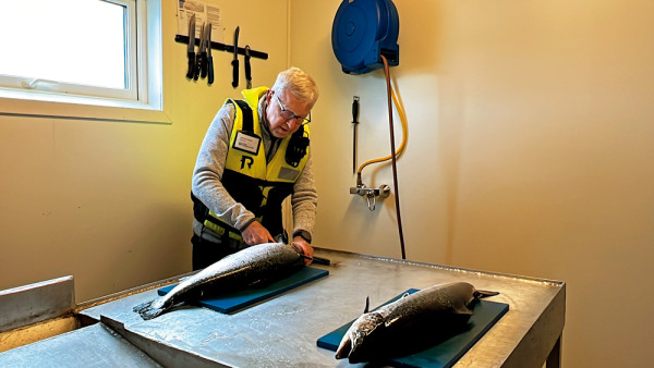 11日郵挪威 登天鵝探索郵輪「月亮女神號」（SH Diana）遊北極 