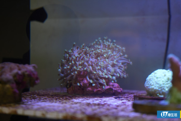 西貢一日遊 | WWF海下灣獨家珊瑚育養體驗 新推繪畫工作坊+全港唯一玻璃底船 探索本地海洋生態！