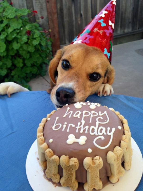 世界紀錄最長命的狗迎來31歲生日！ 主人親授5招長壽秘訣︰餵鮮食、唔上繩、最重要係... 