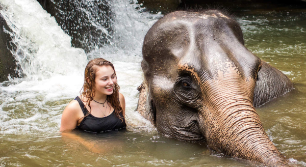 泰國普吉島叢林大象保護區體驗門票4起！近距離接觸 幫大象沖涼+餵食 