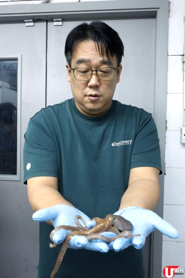 韓印紅 6,000 呎餐廳 震撼巨型海鮮鍋 / 活八爪魚