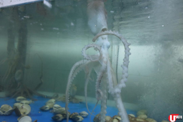 韓印紅 6,000 呎餐廳 震撼巨型海鮮鍋 / 活八爪魚