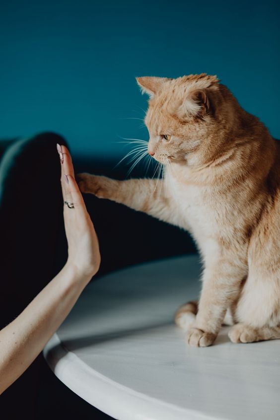 日本研究顯示「撫摸貓咪有助分泌幸福賀爾蒙」 好心情源自毛孩！主人記得每日摸摸貓狗15分鐘