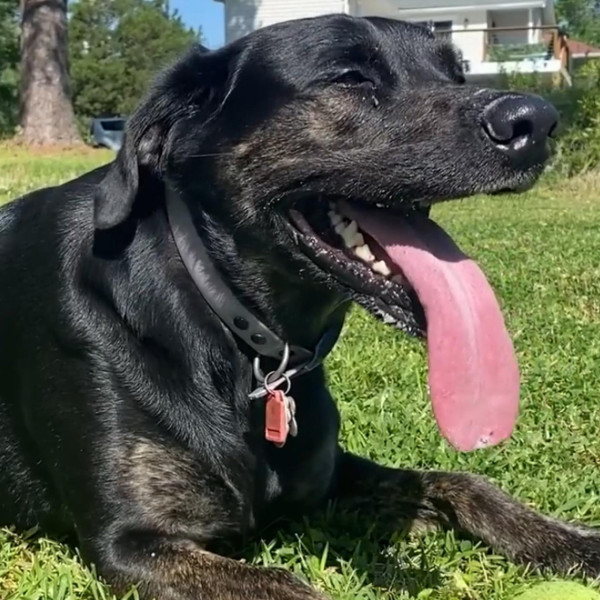 美國3歲大狗狗刷新健力士世界紀錄 長達12.7cm！成為全世界舌頭最長的狗
