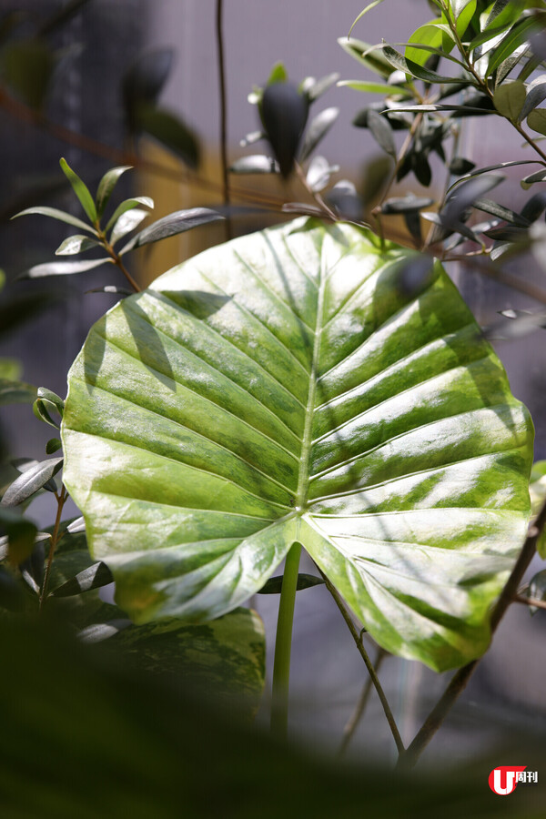 家居植物盆栽推介 新手種咩好？ 專家教簡單防蚊方法、種植4大要點