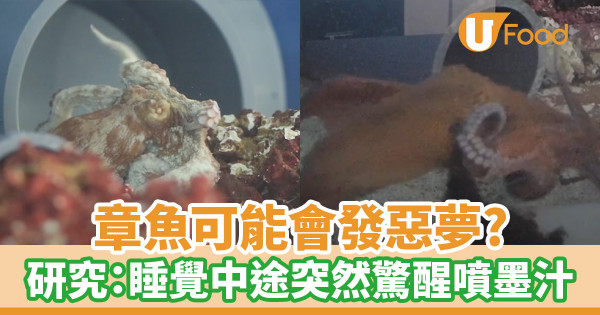 章魚可能會發惡夢？研究：睡覺中途突然驚醒噴墨汁