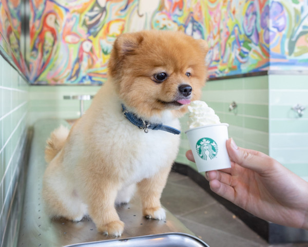  Starbucks全港首間寵物友善分店！特設戶外坐位專區/Puppuccino寵物專屬飲品