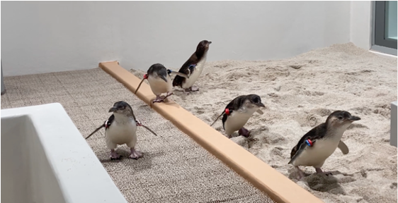 北海道札幌全新水族館7月開幕 親親爆萌小企鵝、20米巨型海洋屏幕 沉浸式走進海底世界！ 