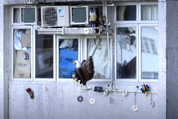 《東張西望》熱話！餵鴿引來大廈住戶「三角關係」  高音頻驅鳥神器騷擾鄰居 專家回應：超聲波有損聽覺！