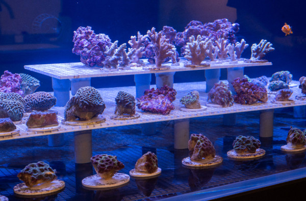 暑假好去處丨海洋公園推免費珊瑚之旅！設互動遊戲+導賞團、免費欣賞珊瑚美態（附報名方式）