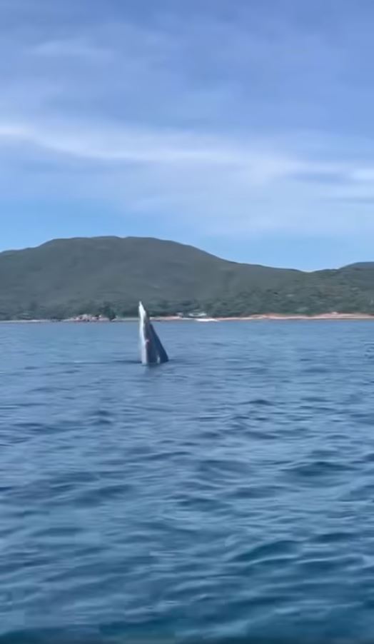 西貢鯨魚｜西貢水域發現鯨魚蹤影！白沙灣遊艇會教練近距離見證鯨魚露出水面