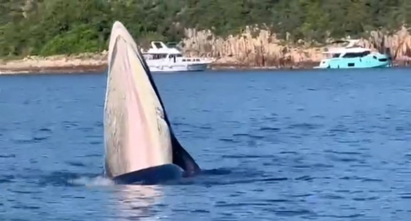 西貢鯨魚｜西貢水域發現鯨魚蹤影！白沙灣遊艇會教練近距離見證鯨魚露出水面