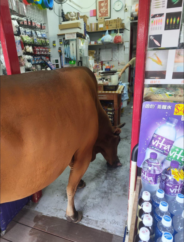 西貢牛難找乾淨水源  街坊籲請牛飲水勿驅趕、附餵牛注意事項
