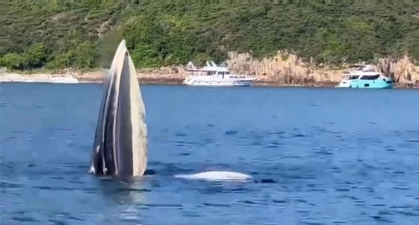 西貢鯨魚｜鯨魚今日兩度露出水面目測近20米長 白沙灣遊艇會：船隻都應與牠們保持距離
