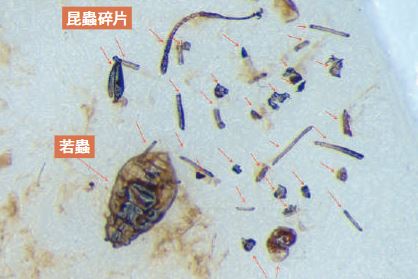 消委會報告｜九成七醃菜樣本含輕質異物 一款橄欖菜檢出310個昆蟲碎片