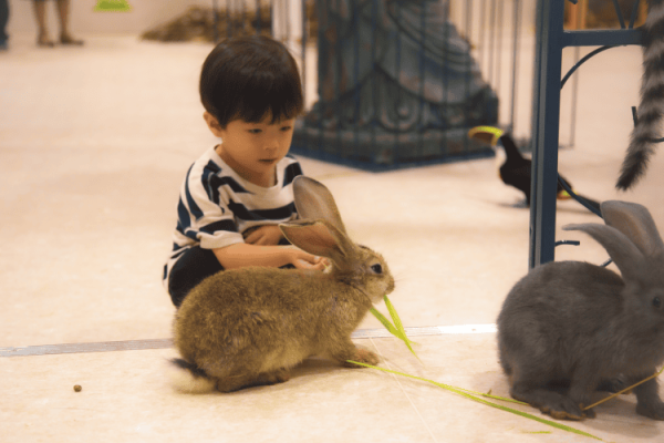 日本人氣室內動物園「Anitouch」登陸東京台場 共14種小動物駐場、睇獨家水豚浴超治癒！ 