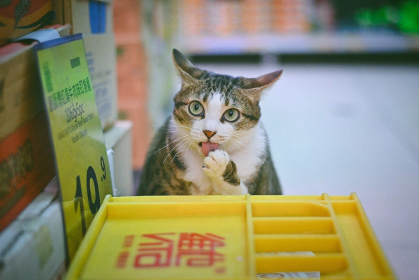 本地街貓攝影師捕捉貓生百態 《港貓腳印》慈善相展支援流浪貓