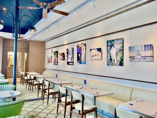 本地街貓攝影師捕捉貓生百態 《港貓腳印》慈善相展支援流浪貓