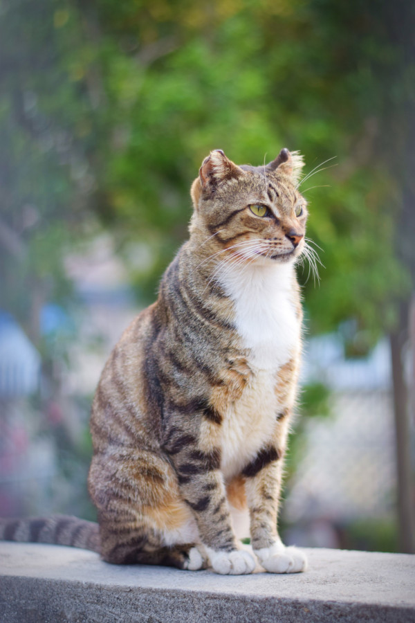 本地街貓攝影師捕捉貓生百態 《港貓腳印》慈善相展支援流浪貓