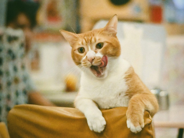 本地街貓攝影師捕捉貓生百態 《港貓腳印》慈善相展支援流浪貓