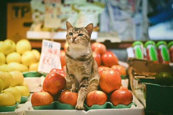 本地街貓攝影師捕捉貓生百態 《港貓腳印》慈善相展支援流浪貓