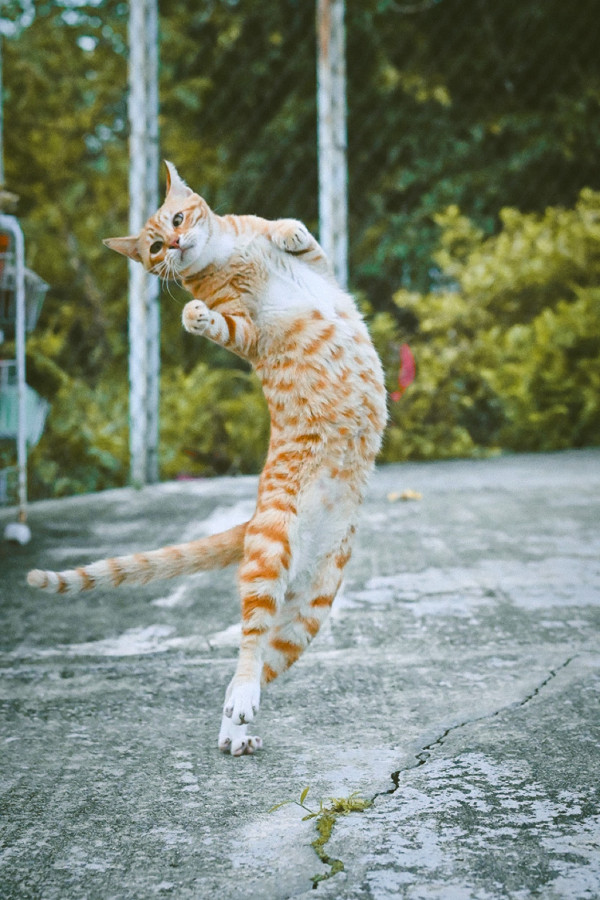 本地街貓攝影師捕捉貓生百態 《港貓腳印》慈善相展支援流浪貓