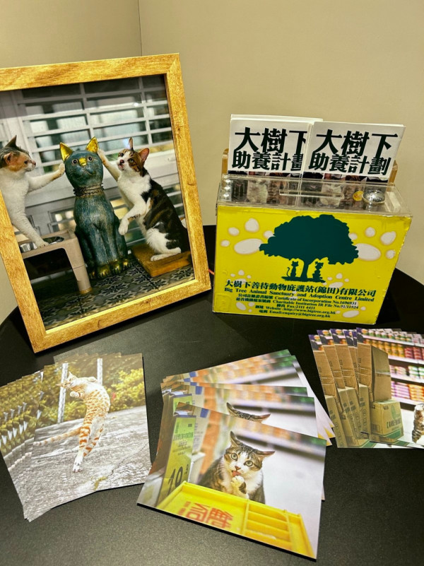本地街貓攝影師捕捉貓生百態 《港貓腳印》慈善相展支援流浪貓