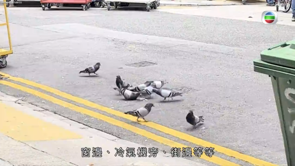 長沙灣元州邨大量野鴿播毒 居民全身起紅疹 更險些性命不保！