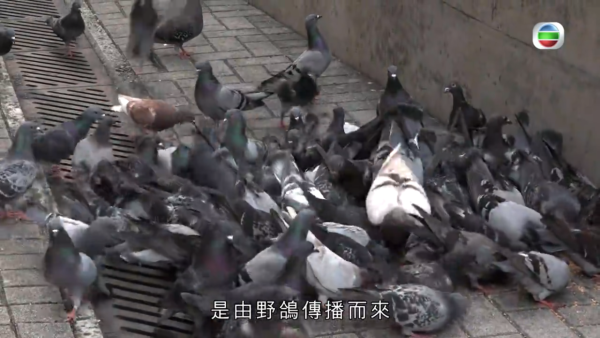 長沙灣元州邨大量野鴿播毒 居民全身起紅疹 更險些性命不保！