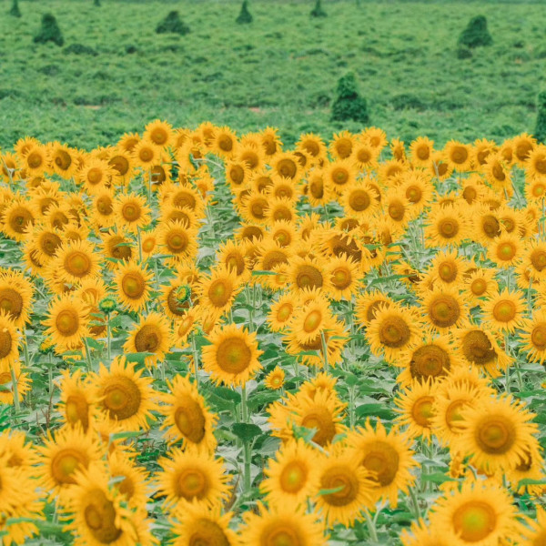 日本自由行2024 | 埼玉縣近郊超壯觀太陽花海 打卡必去！婚照拍攝勝地+夜間點燈活動 