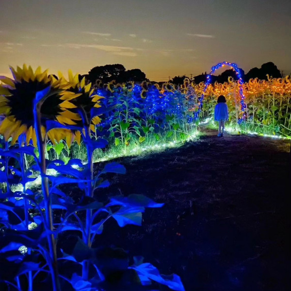 日本自由行2024 | 埼玉縣近郊超壯觀太陽花海 打卡必去！婚照拍攝勝地+夜間點燈活動 