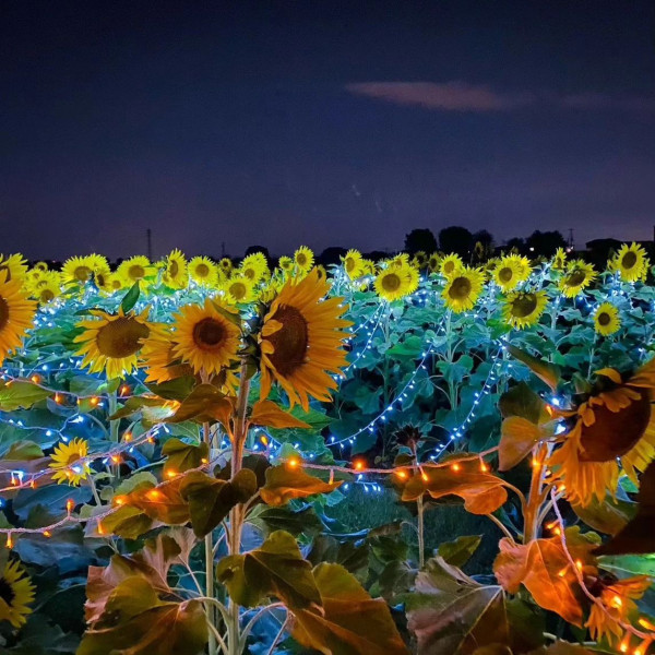 日本自由行2024 | 埼玉縣近郊超壯觀太陽花海 打卡必去！婚照拍攝勝地+夜間點燈活動 