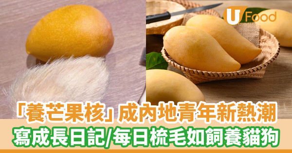 「養芒果核」成內地青年新熱潮 寫成長日記／每日梳毛如飼養貓狗