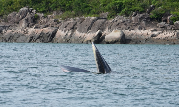 西貢鯨魚｜鯨魚受傷相片曝光疑為船隻螺旋槳導致 漁護署發聲明強烈勸喻市民勿追鯨魚