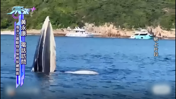 西貢鯨魚｜鯨魚受傷相片曝光疑為船隻螺旋槳導致 漁護署發聲明強烈勸喻市民勿追鯨魚