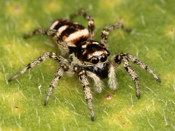 蜘蛛逐隻捉！ 遇見要怎樣應對？ 英國最常見的蜘蛛品種 邊幾種攻擊性強？