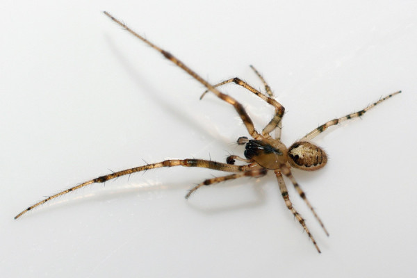 蜘蛛逐隻捉！ 遇見要怎樣應對？ 英國最常見的蜘蛛品種 邊幾種攻擊性強？