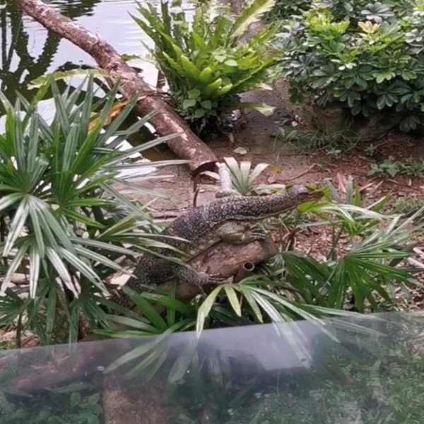 嘉道理農場暨植物園1.5米水巨蜥走失 園方提醒切勿試圖捕捉