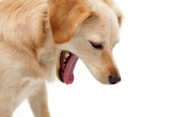狗狗中暑可大可小！狗奴別輕視這些症狀 送醫前必做三件事 附急救、散熱、預防方法