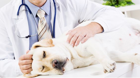 狗狗中暑可大可小！狗奴別輕視這些症狀 送醫前必做三件事 附急救、散熱、預防方法