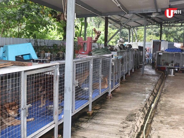 香港有心人撐！大樹下動物庇護中心  花逾30年 將豬欄改建成浪浪溫暖之家